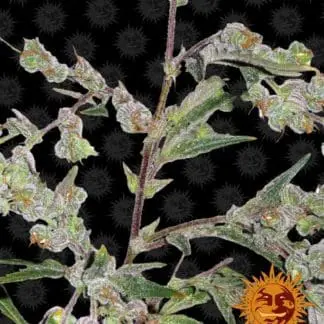 Dr Grinspoon