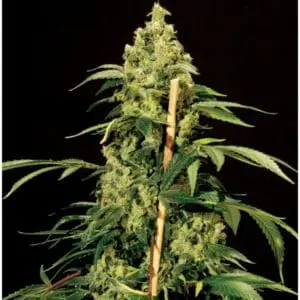 Jack Herer
