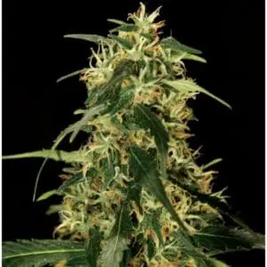 Silverstar Haze