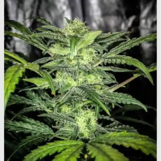 Ultra Lemon Haze