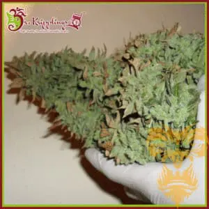 Smokin' Gun Auto