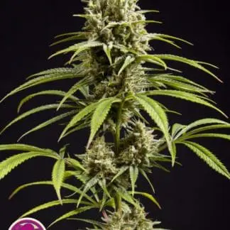 Jack El Frutero