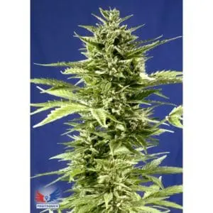 Jack Diesel Express