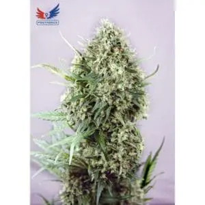 Jack Diesel