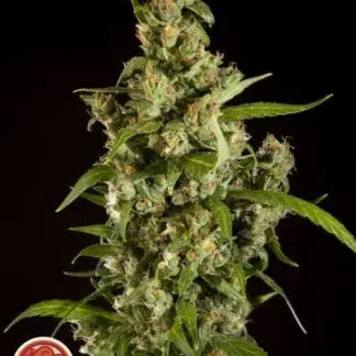 Jamaican Blueberry BX