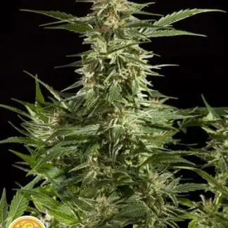 Lemon Auto CBD
