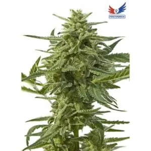 Northern Haze Express