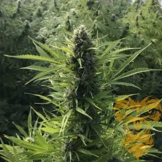 Lemonade OG x Freezeland