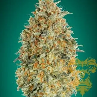 Auto Gorilla Blue