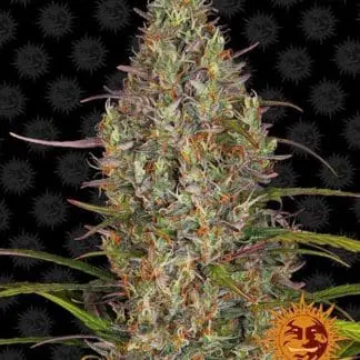 Glue Gelato Auto
