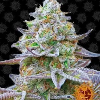 Gorilla Zkittlez