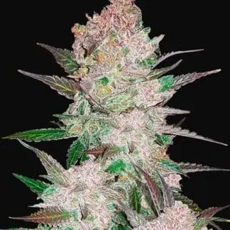 Cream Cookies