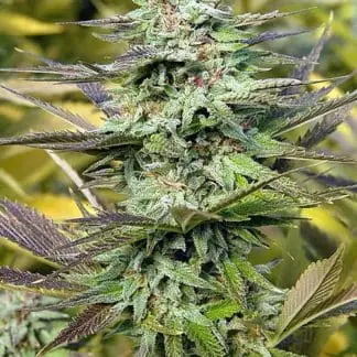 THC Pro