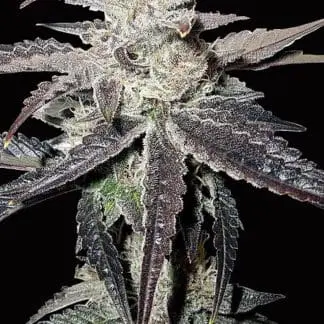 Freeze Berry Auto
