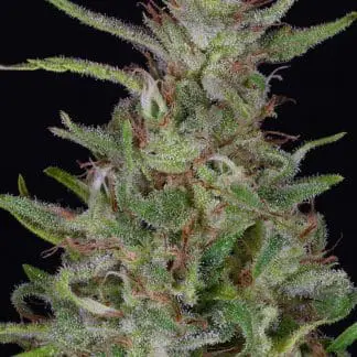 Tangie