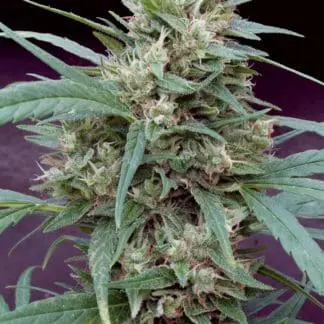 Cannape