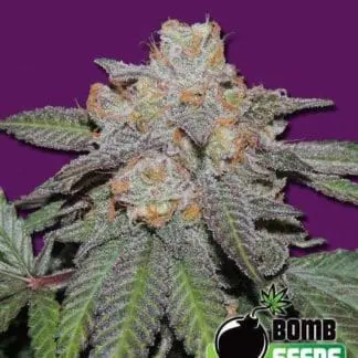Cherry Bomb Auto