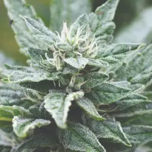 SFV OG Kush x RPK Fems