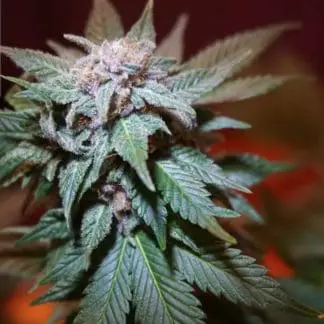 Train Wreck
