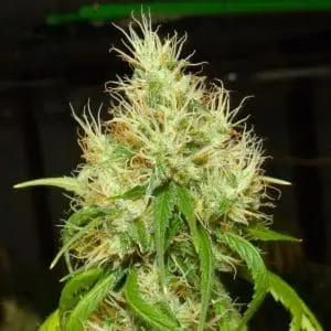 BA#75 Haze Female