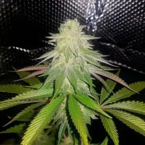 Sticky Sherbert