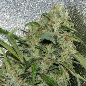 Amnesia OG Regular