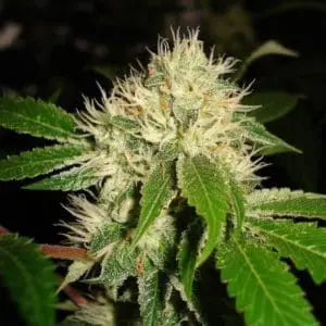 White OG S1 Female