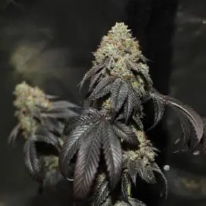 Skullcap Regular