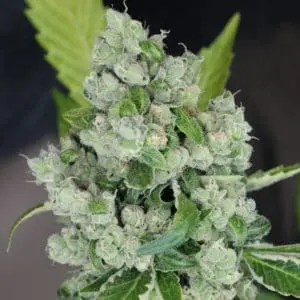 Sour Diesel BX3 F2