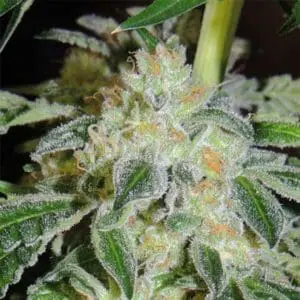 Sour Power OG Regular