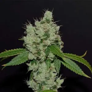 Sour Josh Regular