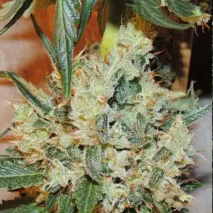 White Sumo Regular