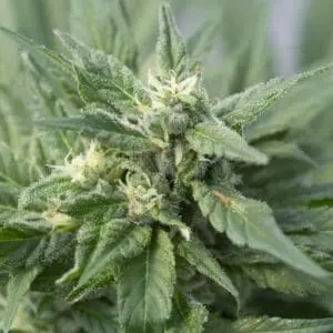 Lemon Kush