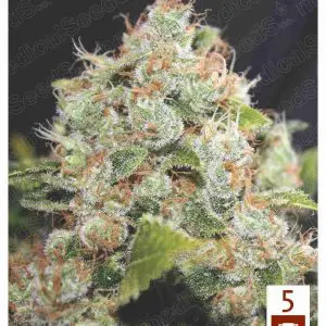 BCN Sour Diesel