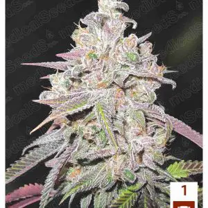 Mendocino Chanel Kush