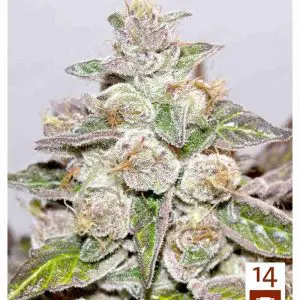 Mendocino Purple Kush