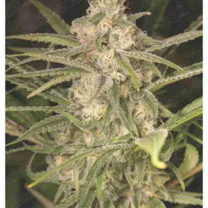 No Name Auto