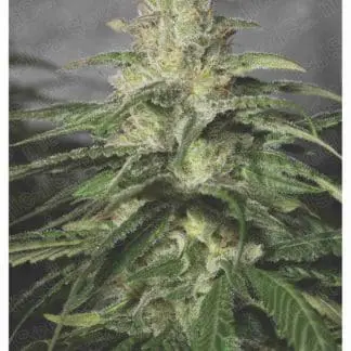 OG Kush CBD