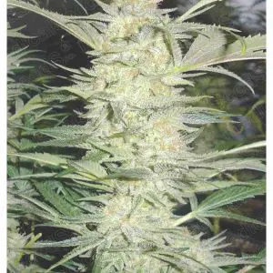 White Widow