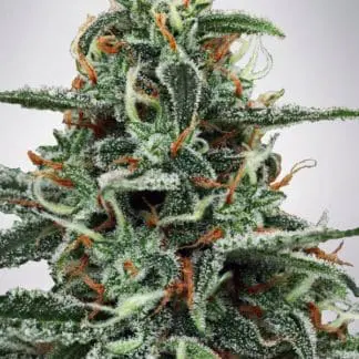 White Widow