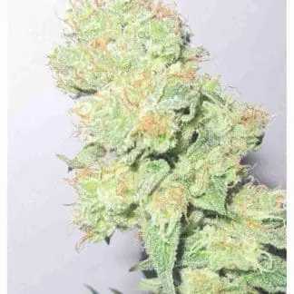 Y Griega CBD