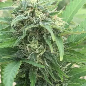 Auto Zamaldelica Feminized