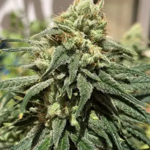 CBD #1 Feminized