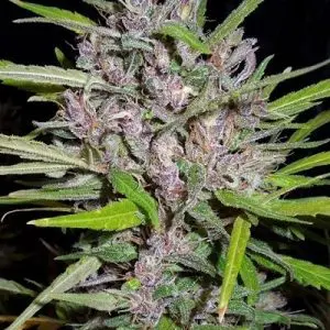 Honduras x Panama Feminized