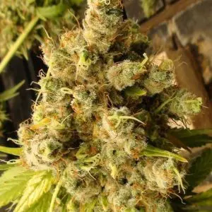 Super Malawi Haze Feminized