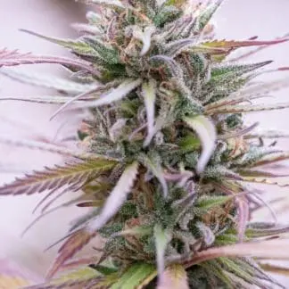 Zamaldelica x Kali China Feminized