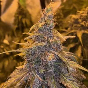 HashPlant Haze x Kali China Feminized
