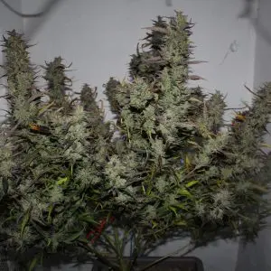 AUTO KILLER MANDARINE