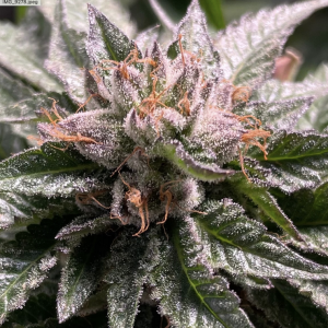 Pre98 Bubba Kush S1 Fems