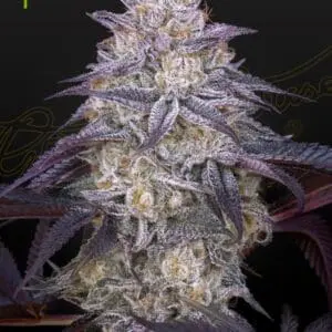 King's Juice Auto